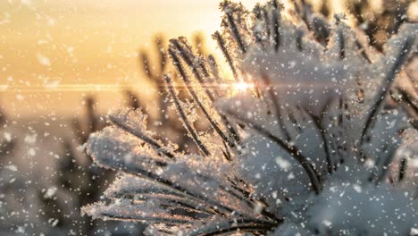 snow falling nature forest trees landscape on white sunny winter day mood. light and bright snow cold time, video loop, cinemagraph video loop