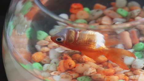 goldfish floating dead in bowl