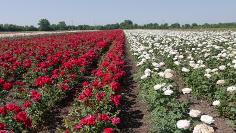 Criadero-De-Rosas.-Criando-Rosas