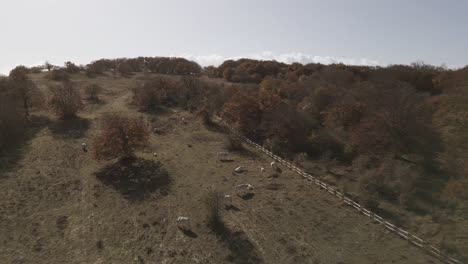 a drone footage over the beatiful beech forest of canfaito with autumn colors