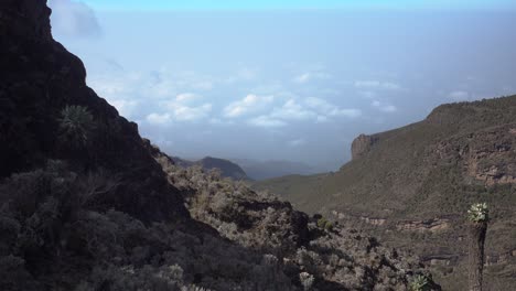 static shot of kilimanjaro environment with lots of trees, looking in far distance