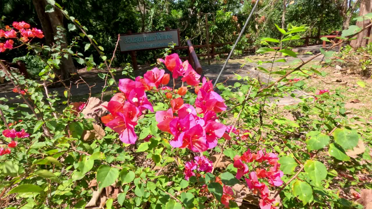 Vibrant bougainvillea flowers move gently in bright sunlight, tropical botanical garden, handheld camera