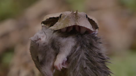 gaboon viper huge fangs eating a rat