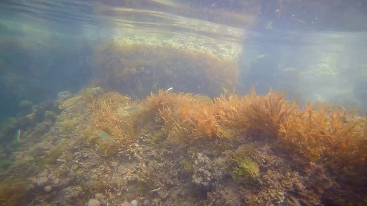 Ampia ripresa subacquea di una scogliera rocciosa coperta di alghe dorate in acqua oceanica limpida e poco profonda con riflessi della luce solare.