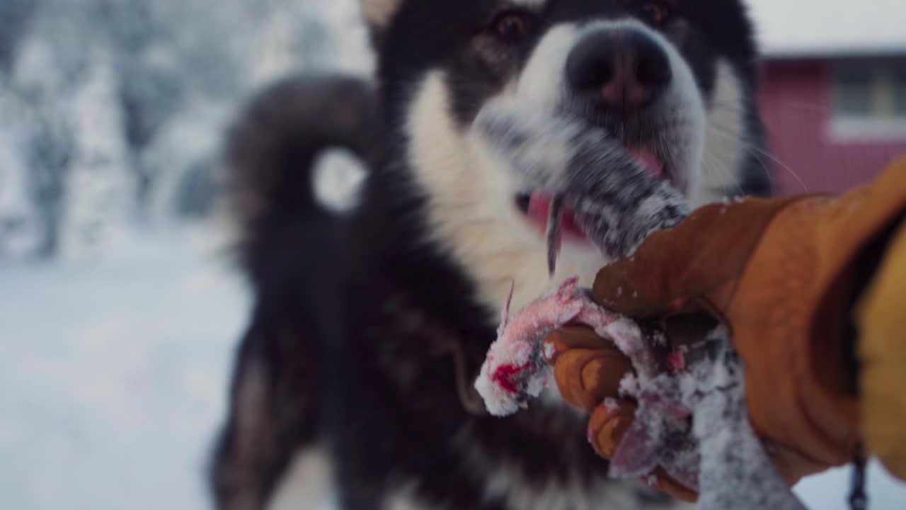 el hombre le da al perro malamute de alaska pescado crudo durante el invierno