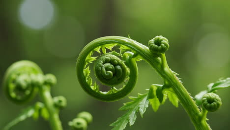close-up of a fiddlehead fern unfurling