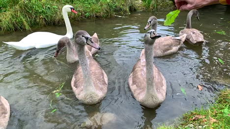 Cisnes-Comiendo-Hojas-Frescas-De-Las-Manos-De-Una-Dama-Con-Agua-Clara-En-El-Fondo