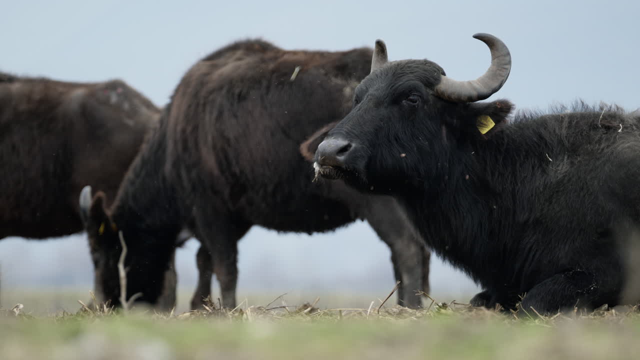 Tranquil scene of water buffaloes resting and grazing on open grasslands in Kerkini. Ideal for wildlife documentaries and nature-themed projects