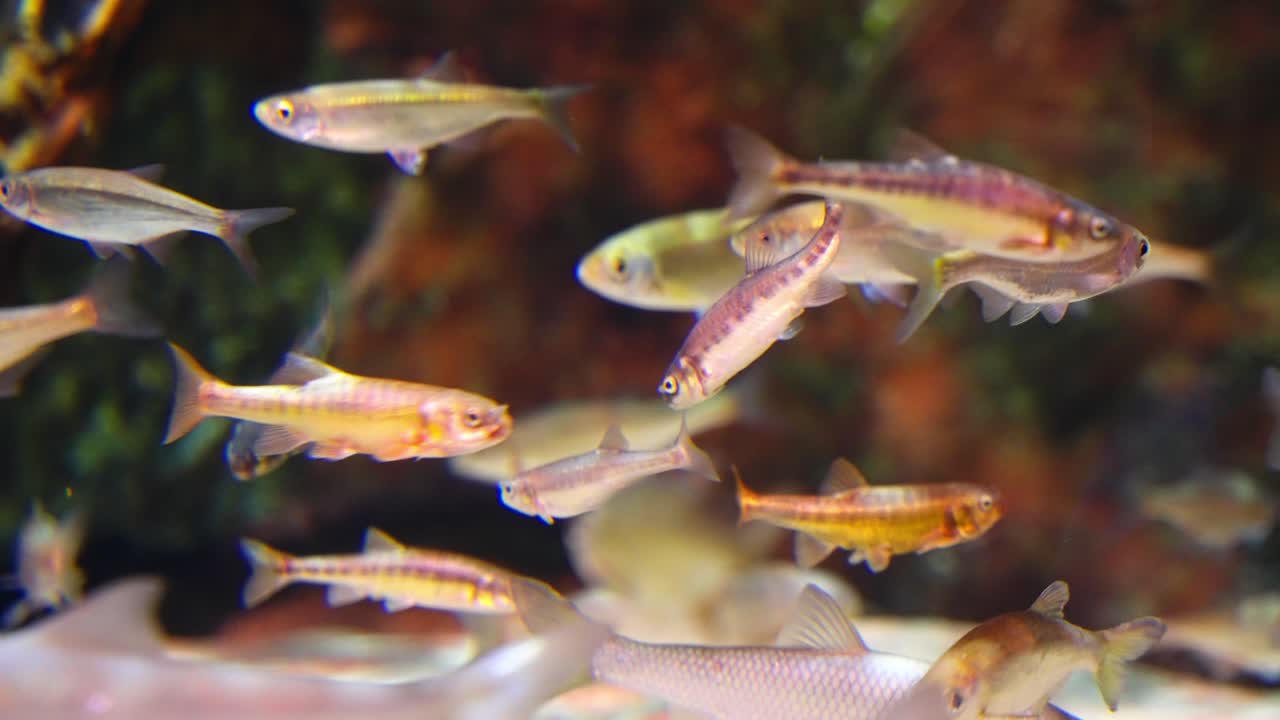 Group of freshwater fish swimming together in planted tank with clear water