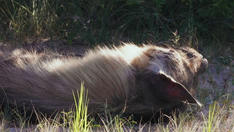 a brown hyena spotted dying on the ground under the shade of a tree