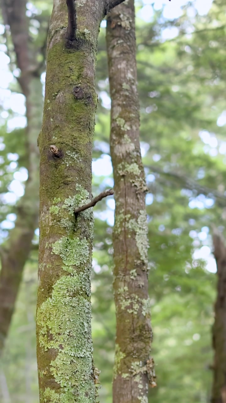 Un movimento fluido della telecamera verso l'alto rivela tronchi d'albero con muschio, licheni e rami in una foresta illuminata dal giorno.