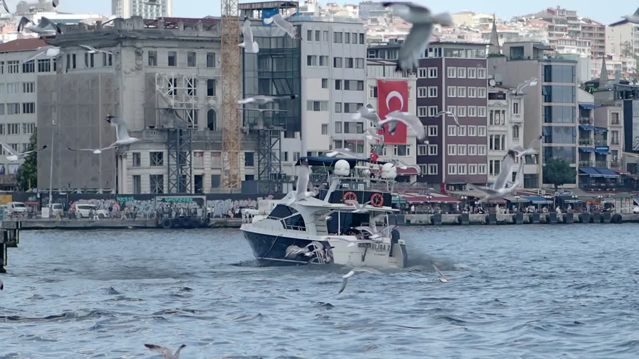 İstanbul'da Martılarla Tekne