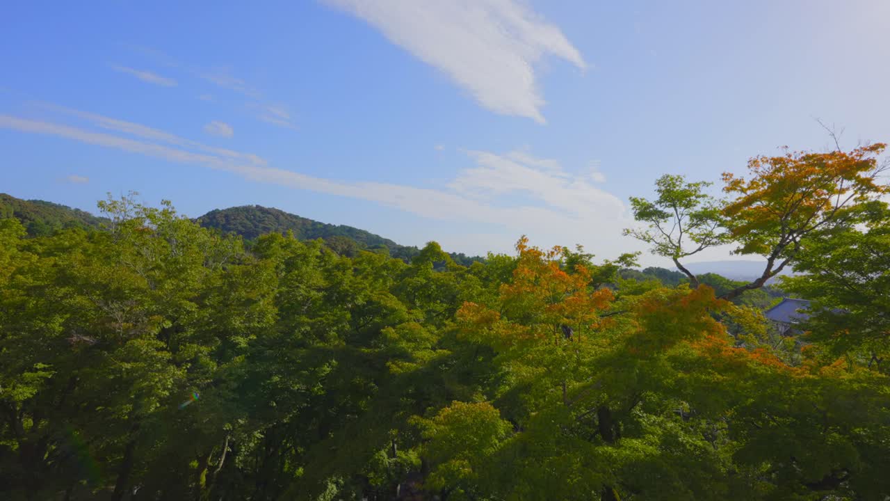 와 함께 숲 꼭대기의 샷