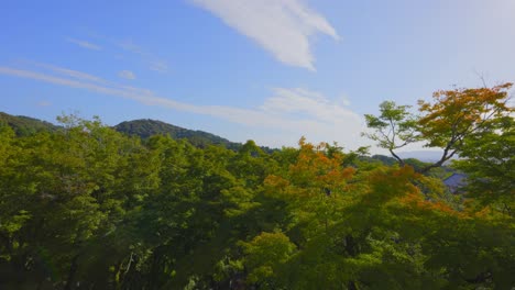 Shot-of-the-top-of-a-forest-with