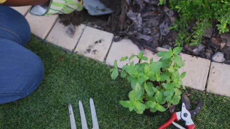 Close-up-of-african-american-woman's-hands-planting-plants-using-trowel