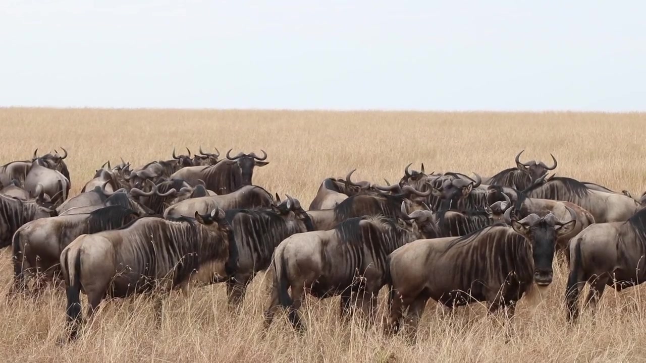 Blue Wildebeest grazing in the African Savanna