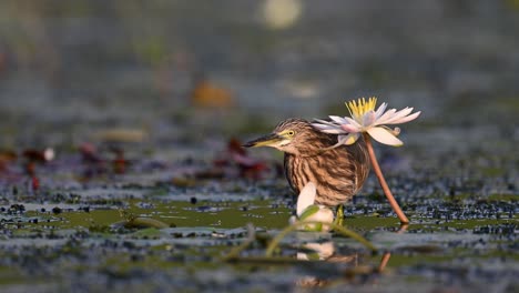 indian pond heron fishing in water lily pond