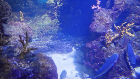 tropical fish and shark in aquarium