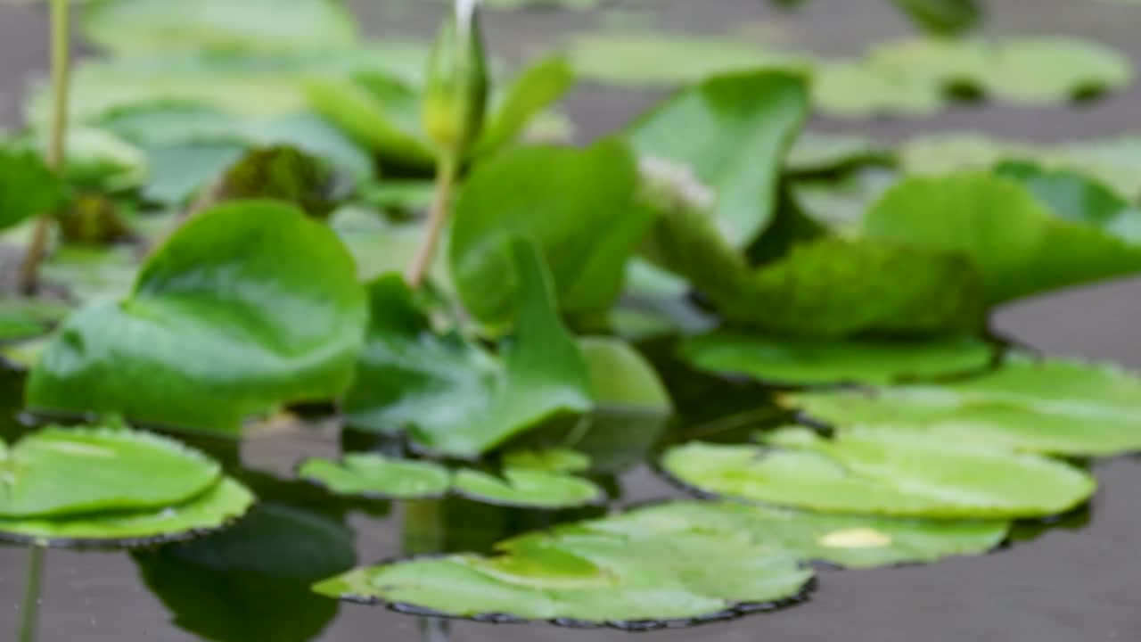 A detailed view of lush green lily pads floating on still water, showcasing natural beauty and tranquility.