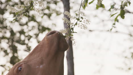 a happy cow stretches up to eat flowers from a branch, idyllic garden of eden