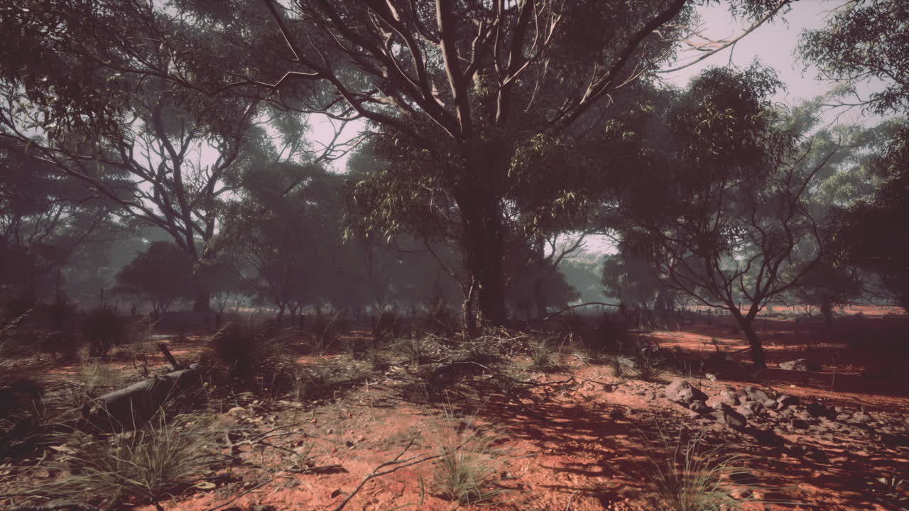 bosque de eucaliptos en el interior de australia