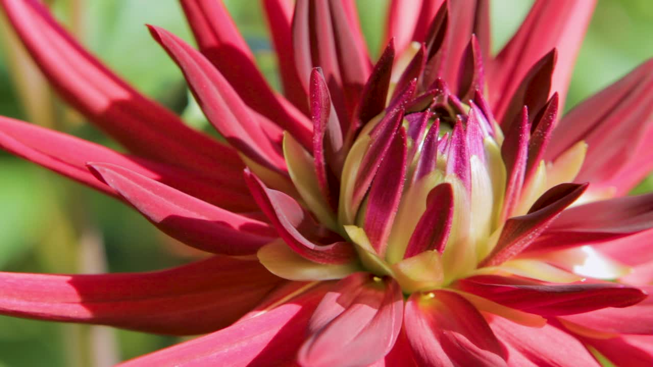 primer plano de una dahlia roja y púrpura vibrante en la luz del sol brillante
