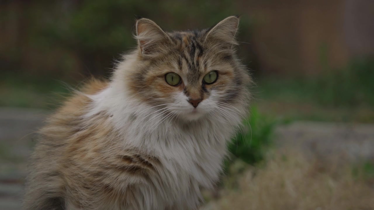 La vita di un gatto domestico a pelo lungo 22.