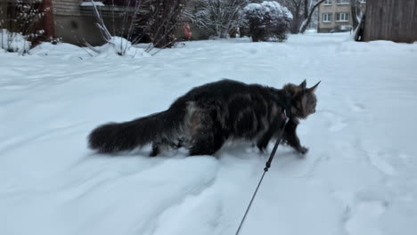 walking a furry maine coon cat in the snow on a leash