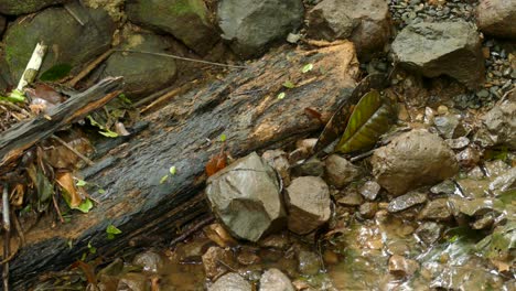 una colonia de hormigas camina sobre una rama cruzando un río