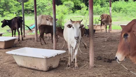 cows in a farm shelter
