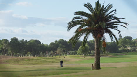 Ein-Golfspieler-Schiebt-Seinen-Trolley-Bei-Sonnenaufgang-An-Einer-Großen,-Ausgewachsenen-Palme-Vorbei