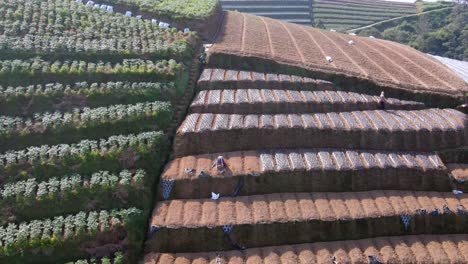growing crops on hilly terrain of indonesia, aerial orbit view