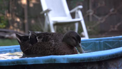 video poultry bathing, slow motion video of duck playing water, black duck washing itself in a bucket of water and cleaning feathers