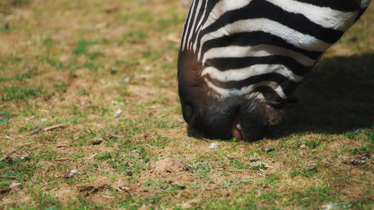 Bocca di zebra che mangia erba