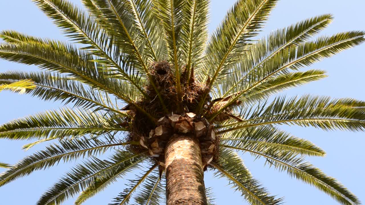 Palme a Cadice. Città di Cadice, Spagna, Andalusia. Palme a Cadice.