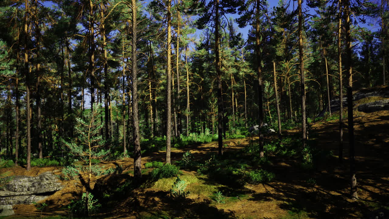 La luce del sole filtra tra gli alberi in un sereno paesaggio forestale a mezzogiorno