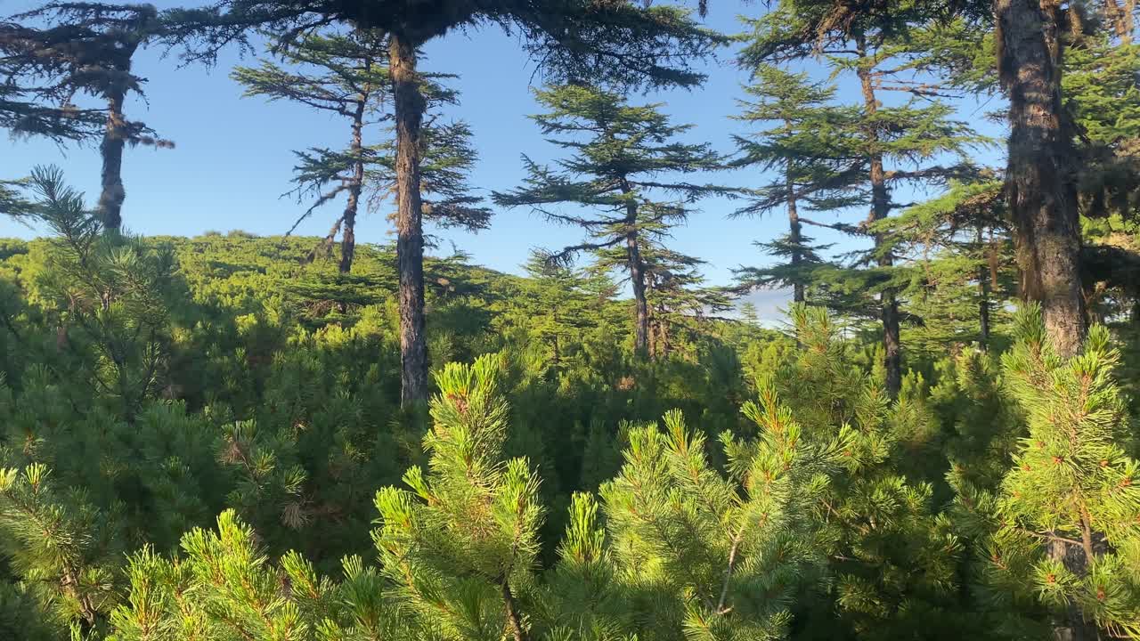 Tranquil pine forest landscape with sun-dappled foliage