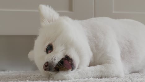 Close-up-view-of-white-pomeranian-dog-at-home