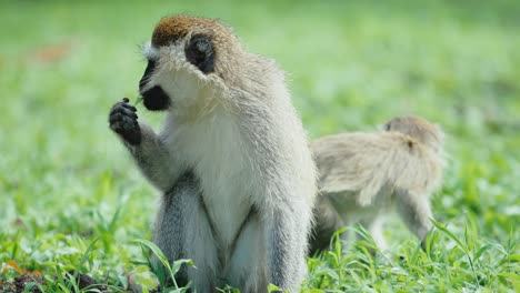 Vervet-monkey-plucks-juicy-plants-from-lush-grassland-and-eats-it