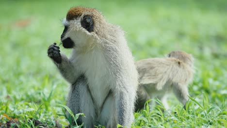 mono vervet arranca plantas jugosas de exuberantes praderas y se las come