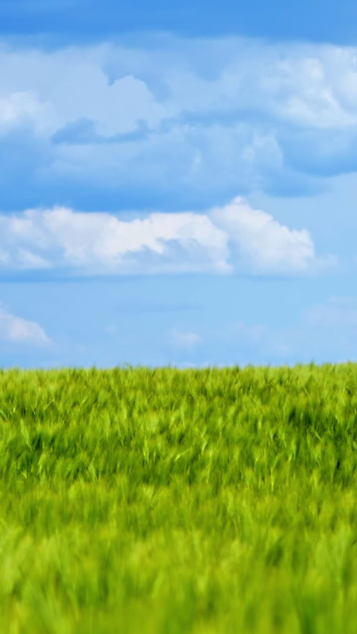 Field in summer. Panoramic view of green nature under blue sky. Agricultural land with growing plants in sunny daytime. Vertical video