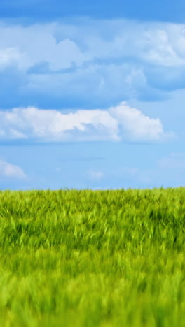 field in summer. panoramic view of green nature under blue sky. agricultural land with growing plants in sunny daytime. vertical video