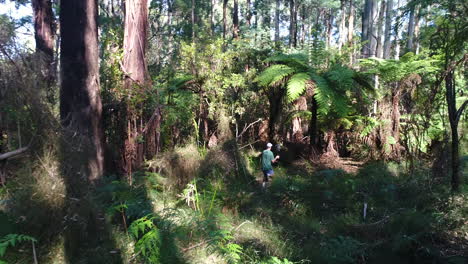 Man-walking-along-a-forest-track