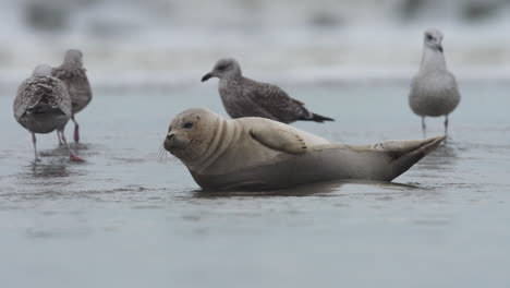 pequeña foca del puerto lindo descansando en la costa costera con gaviotas de audición estadounidenses alrededor