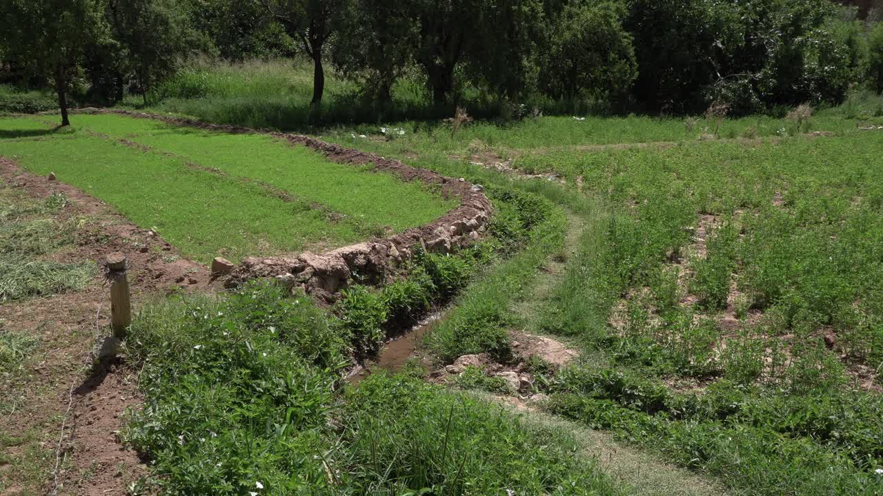 An artisanal cultivation field with a small strip of water separating the two fields by a fence. There is a lot of greenery
