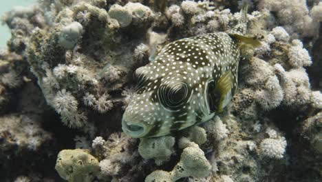 Kleiner-Kugelfisch-Ruht-Auf-Bunten-Steinkorallen-In-4K