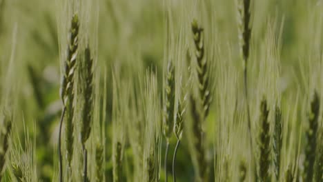 a hand-held extreme close-up focus-shift shot of green wheat strands on a wheat farmland swaying in the wind during a sunny day