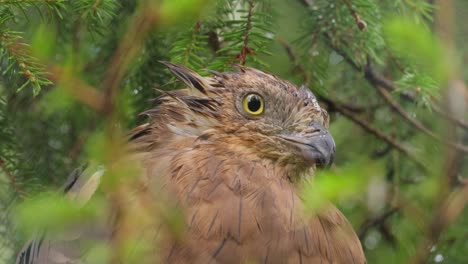 European-honey-buzzard-(Pernis-apivorus),-also-known-as-the-pern-or-common-pern,is-a-bird-of-prey-in-the-family-Accipitridae