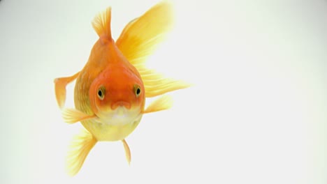goldfish swimming in an aquarium, close up