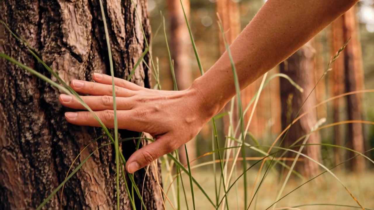Approaching right hand, bare forearm sliding down trunk in pine forest, feeling bark fissures